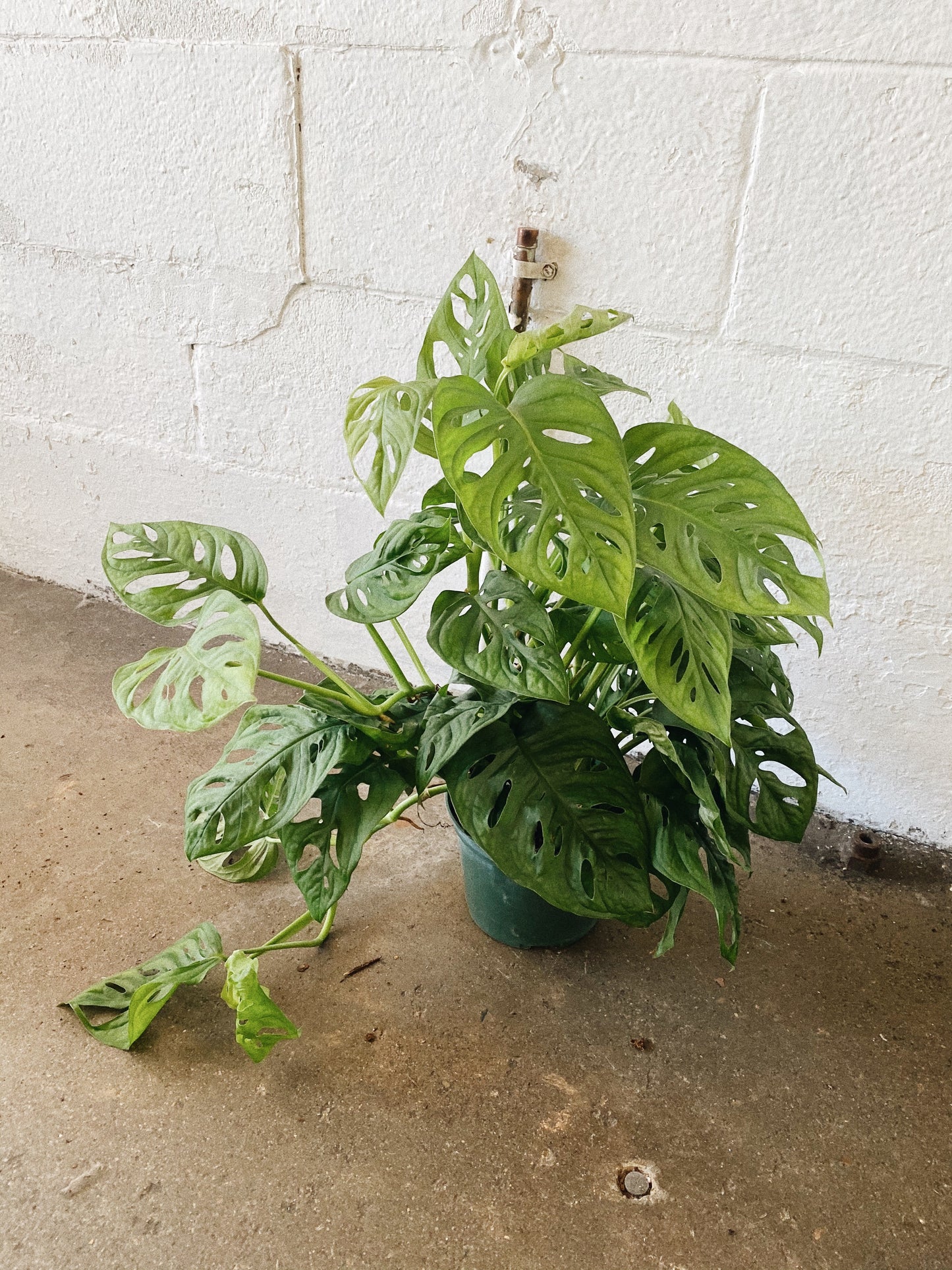 6” Swiss Cheese Philodendron
