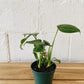4” Cutleaf Philodendron