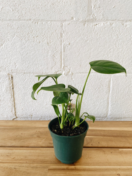 4” Cutleaf Philodendron
