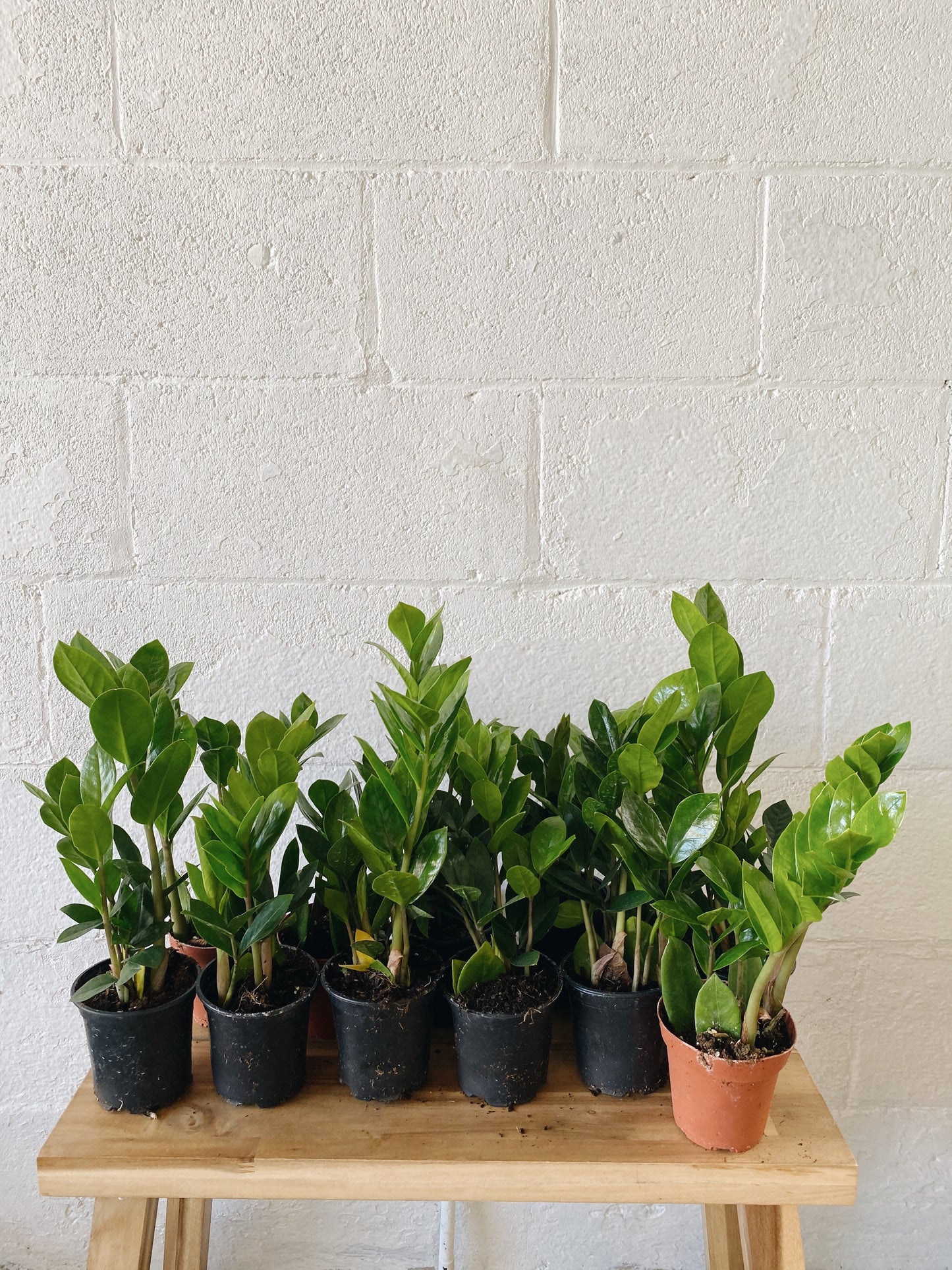 4" ZZ (Zamioculcas Zamiifolia)