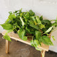 4" Golden Pothos
