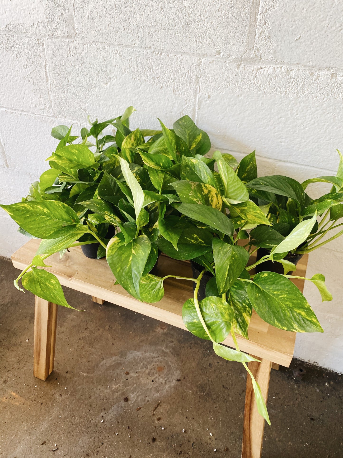 4" Golden Pothos