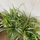 4" Spider Plant