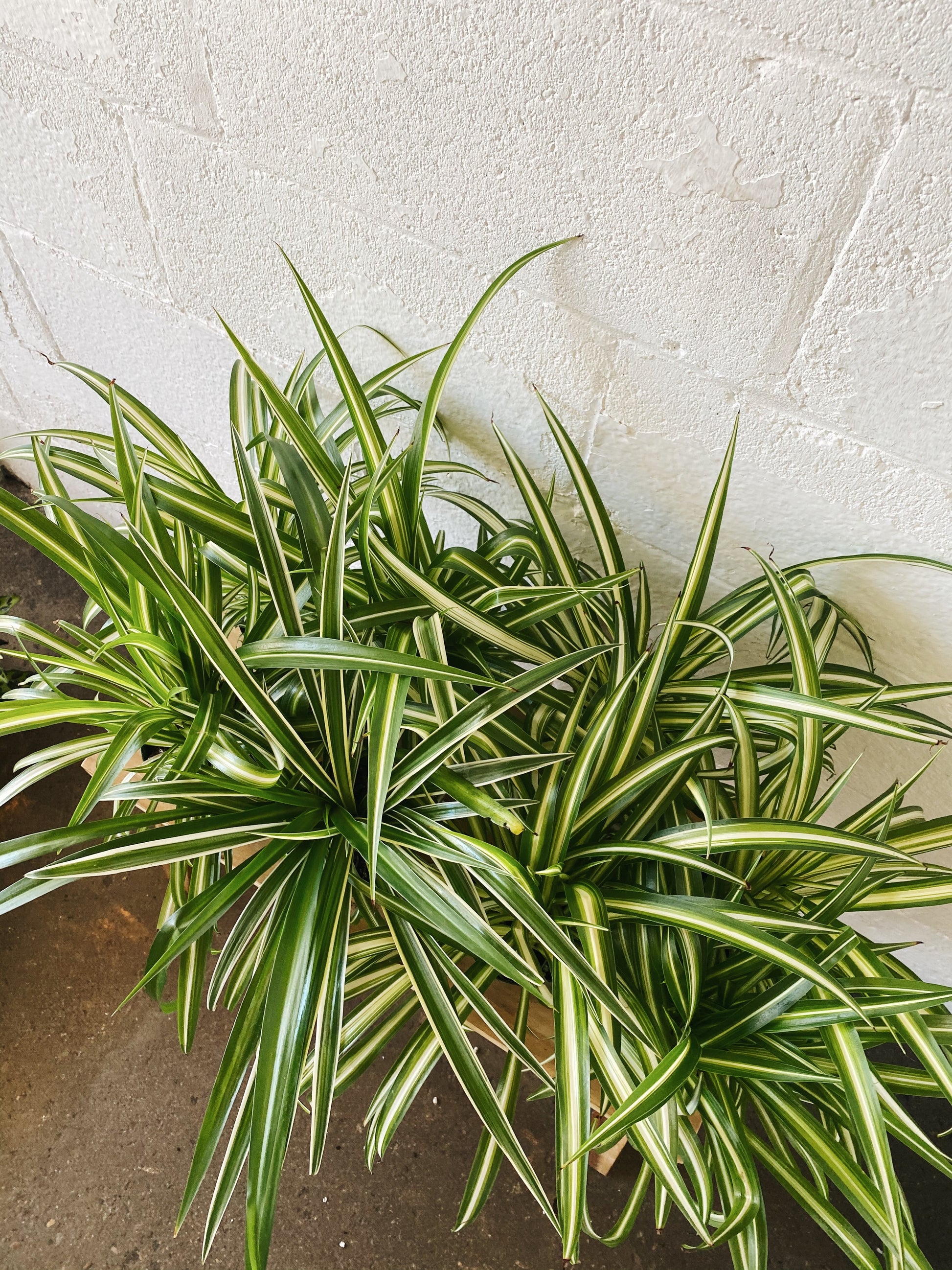 Spider Plant 'Irish