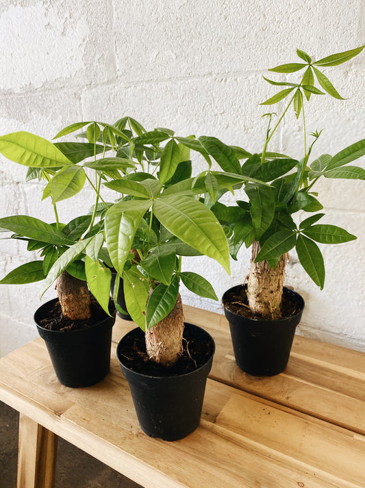 4” Money Tree