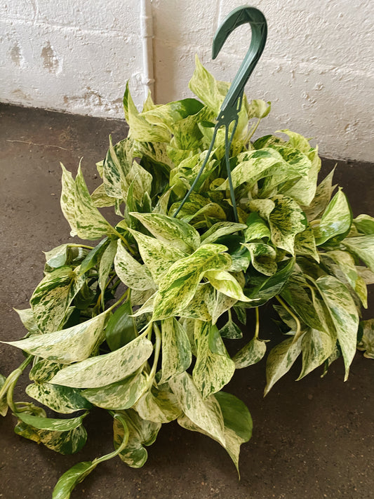 8” Marble Queen Hanging Basket