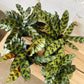 4” Calathea