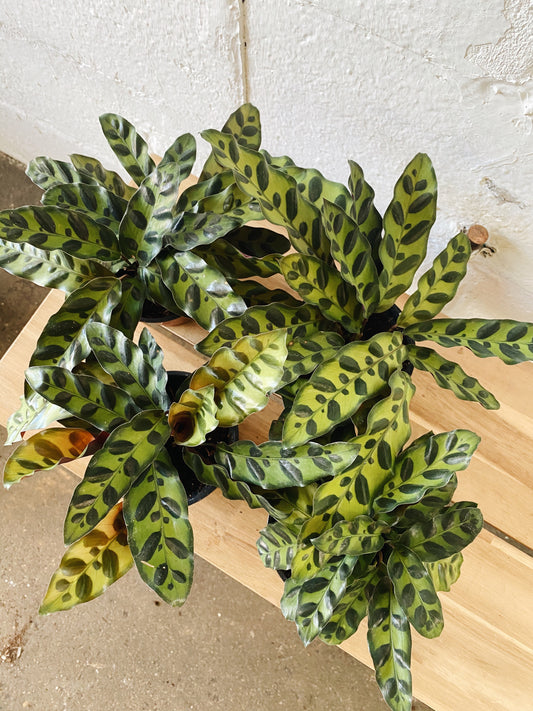 4” Calathea