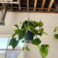 8” Jade Pothos Hanging Basket