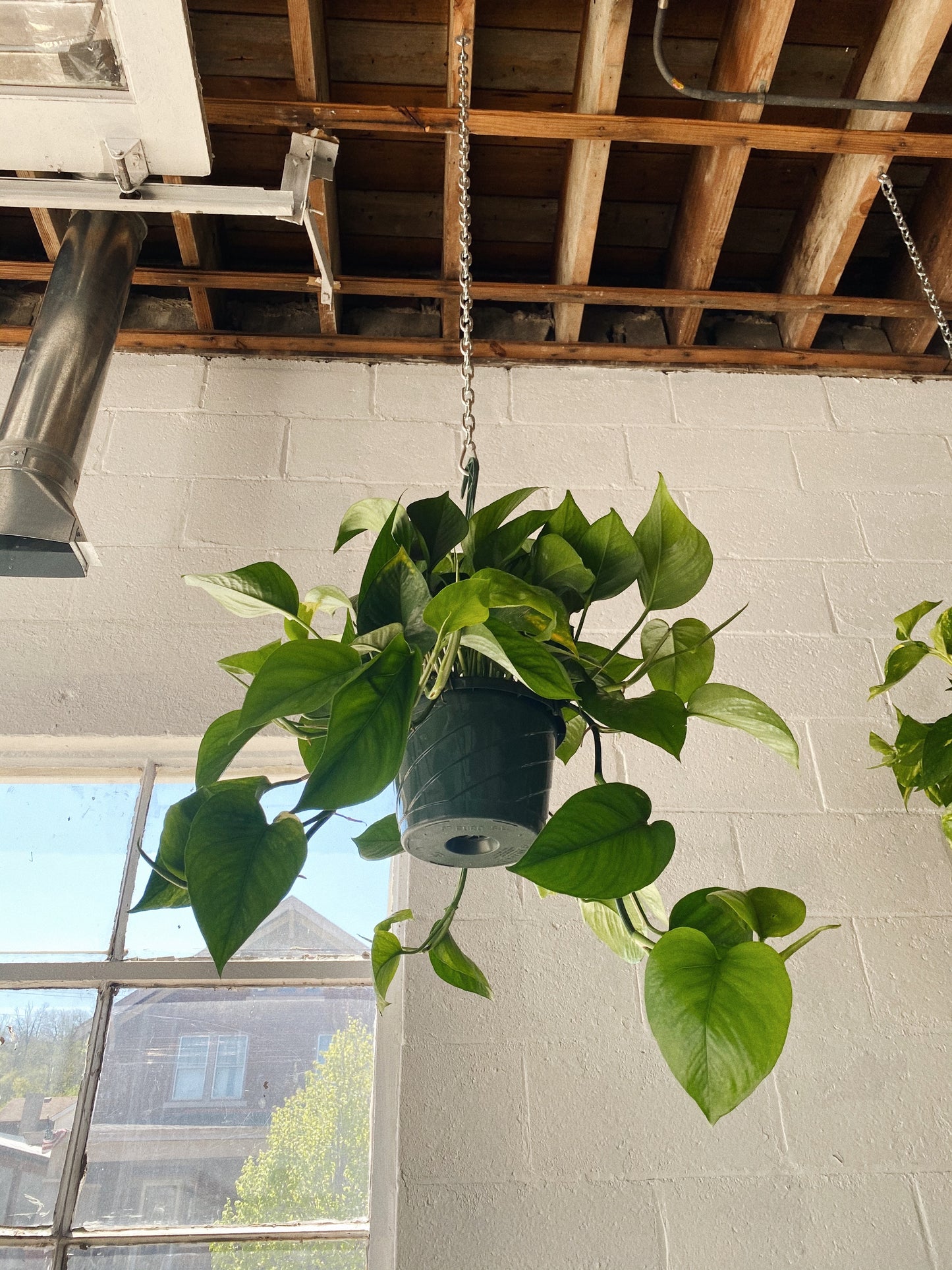 8” Jade Pothos Hanging Basket