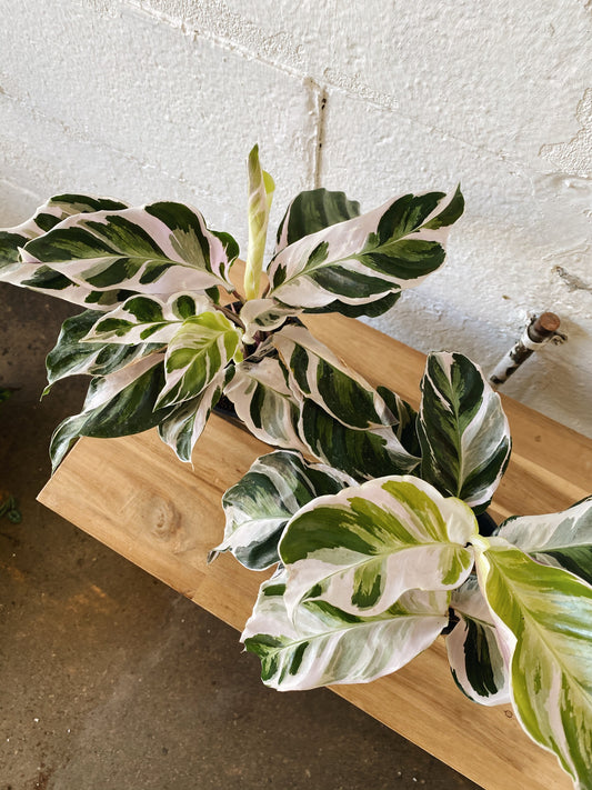 4” Calathea Fusion Plant