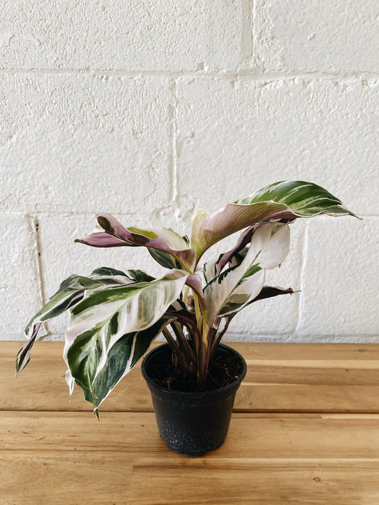 4” Calathea Fusion Plant