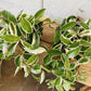 6” Hoya Plant