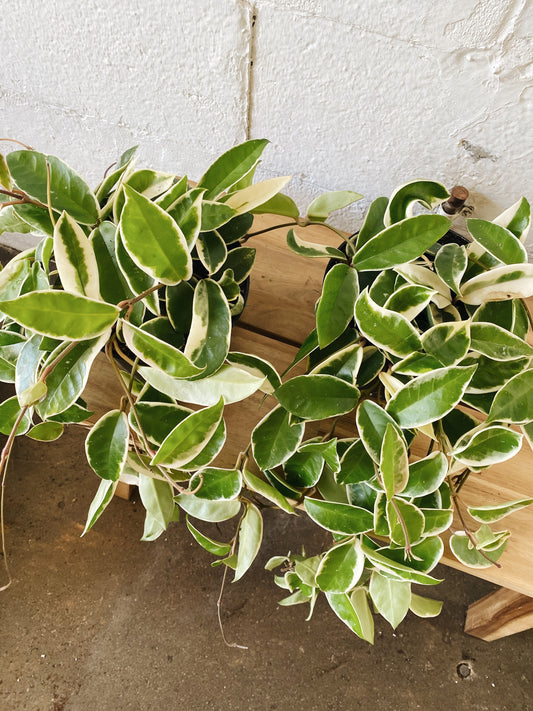 6” Hoya Plant