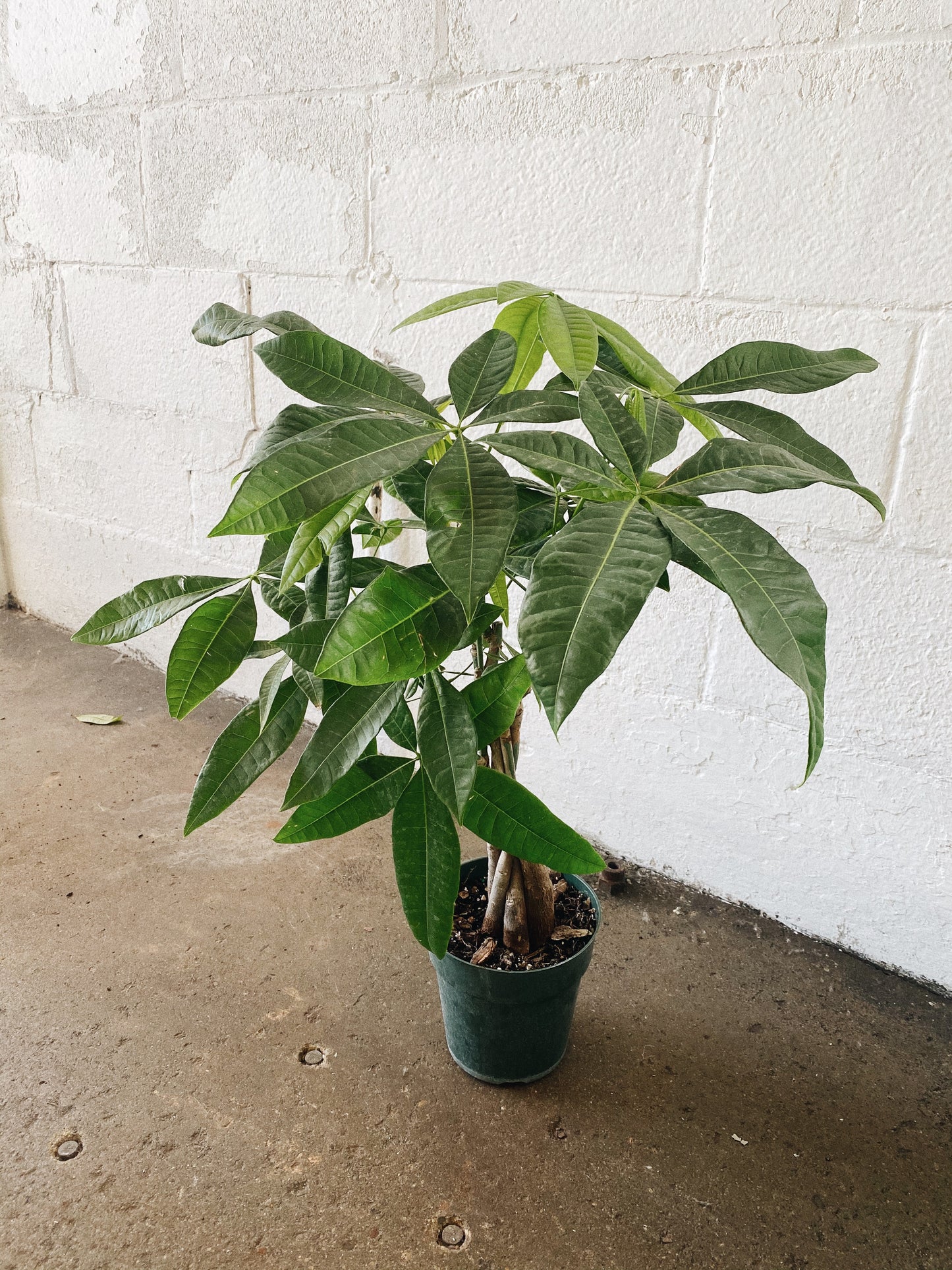6” Money Tree