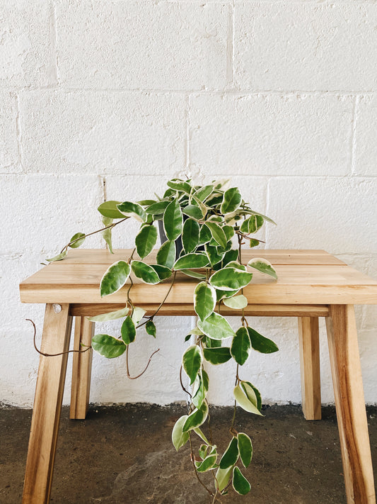 6” Hoya Plant