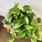 6” Pothos