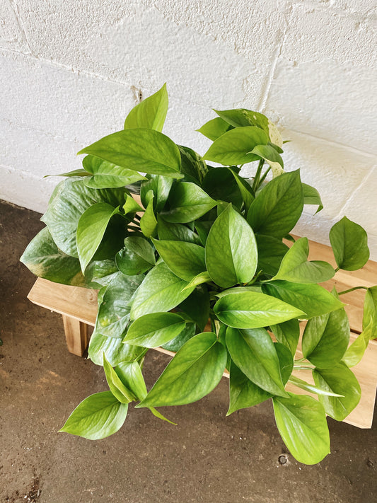 6” Pothos