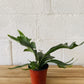 4” Staghorn Fern