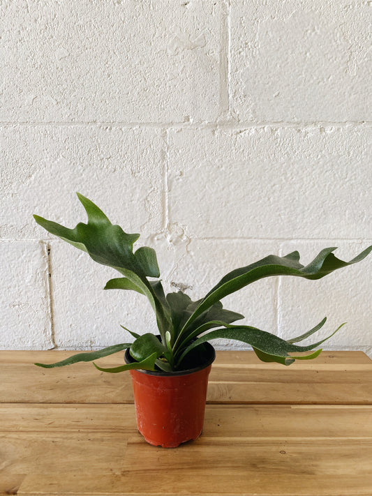 4” Staghorn Fern