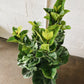 10” Fiddle Leaf Fig