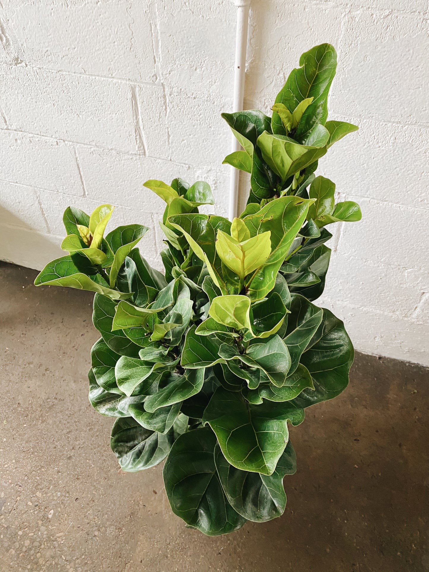 10” Fiddle Leaf Fig