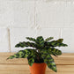 4” Calathea