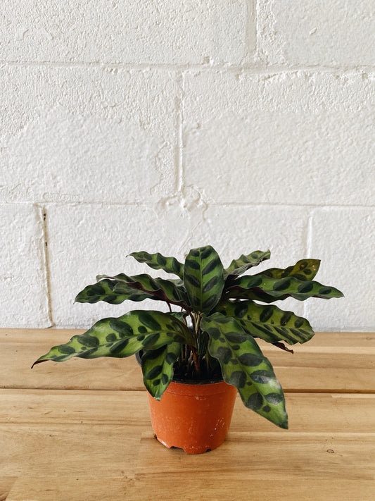 4” Calathea