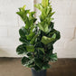 10” Fiddle Leaf Fig