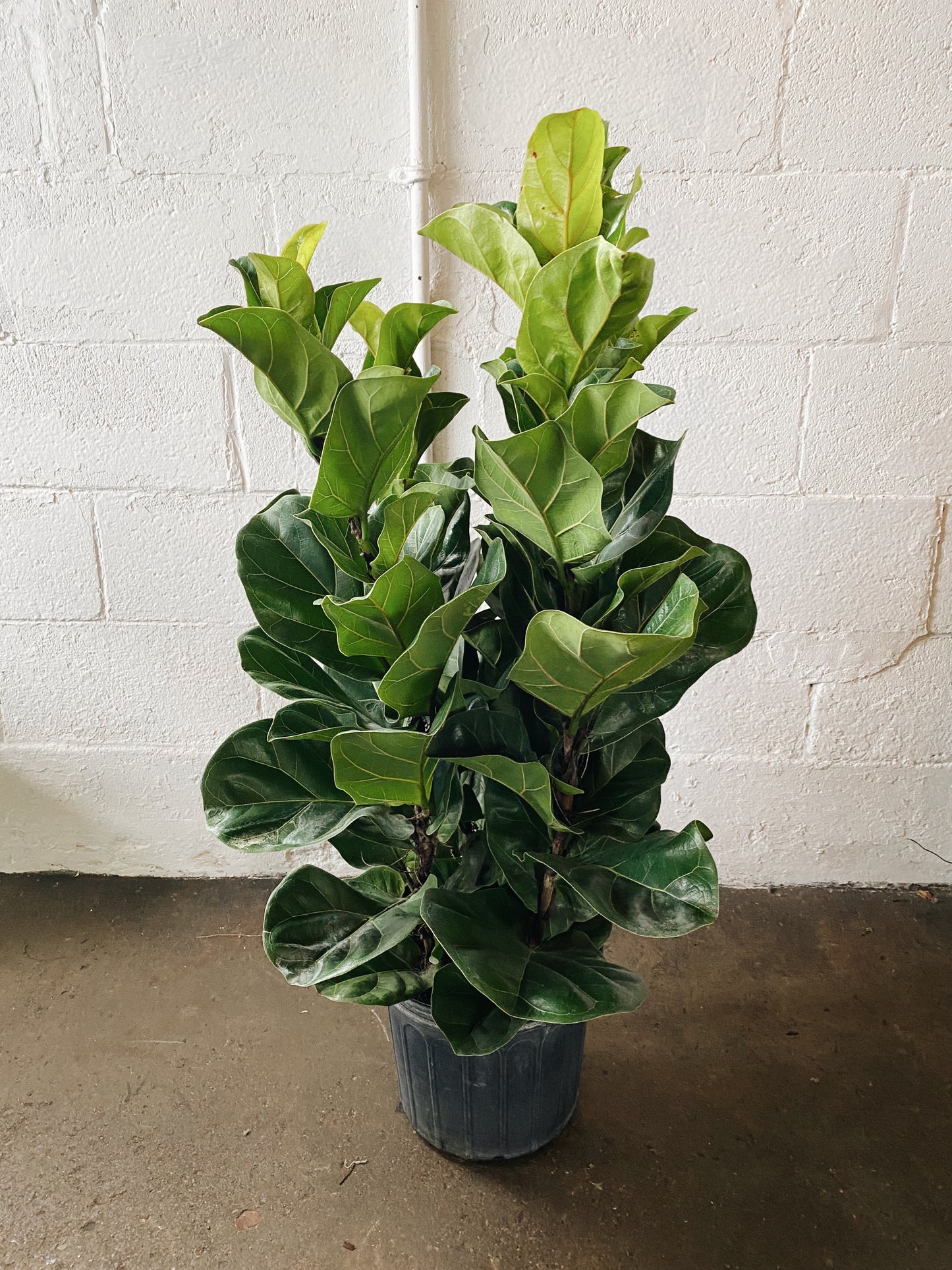 10” Fiddle Leaf Fig