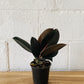 4” Rubber Plant