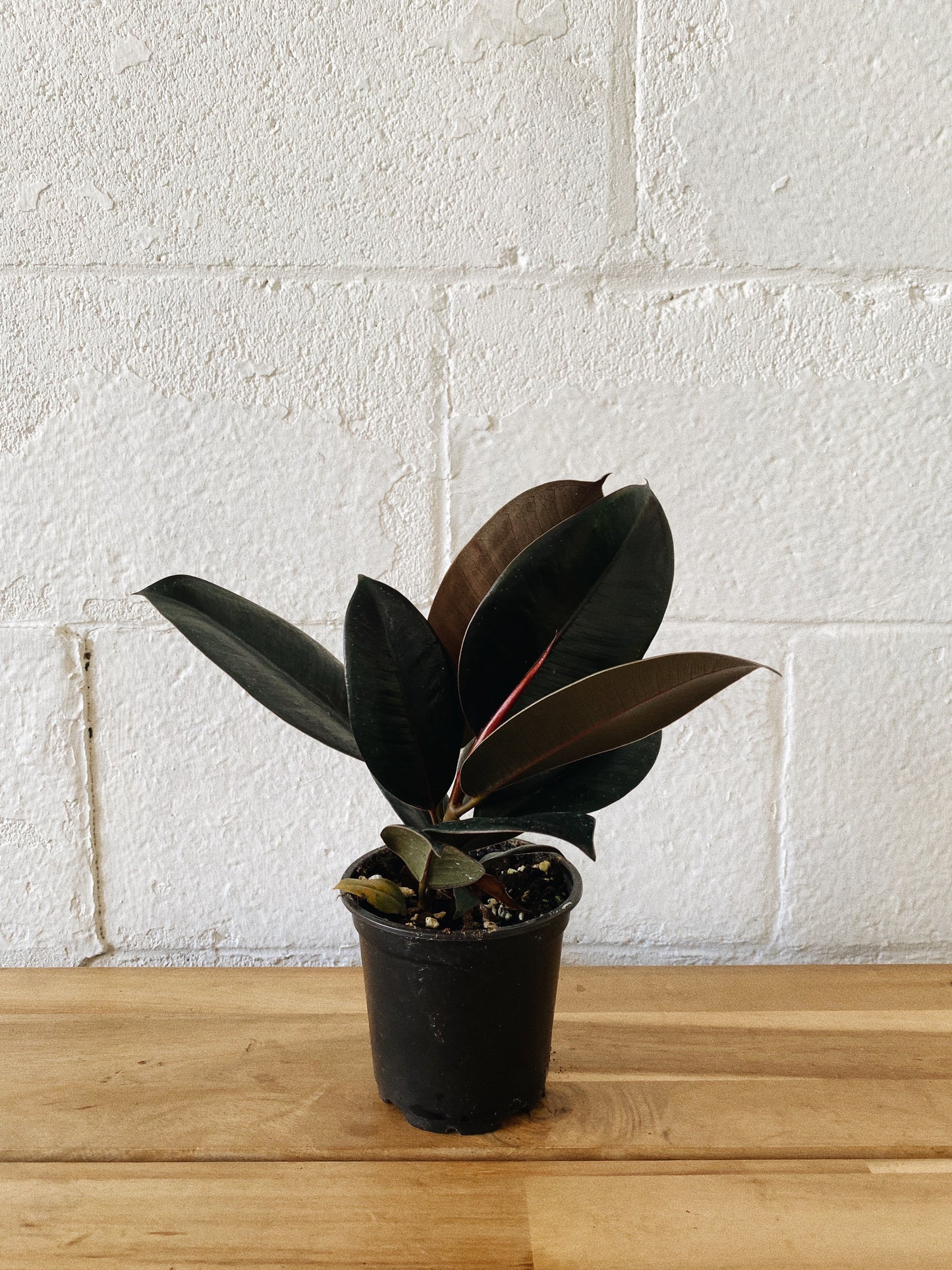 4” Rubber Plant