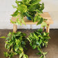 6" Golden Pothos