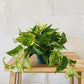 6" Golden Pothos