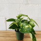 4" Golden Pothos