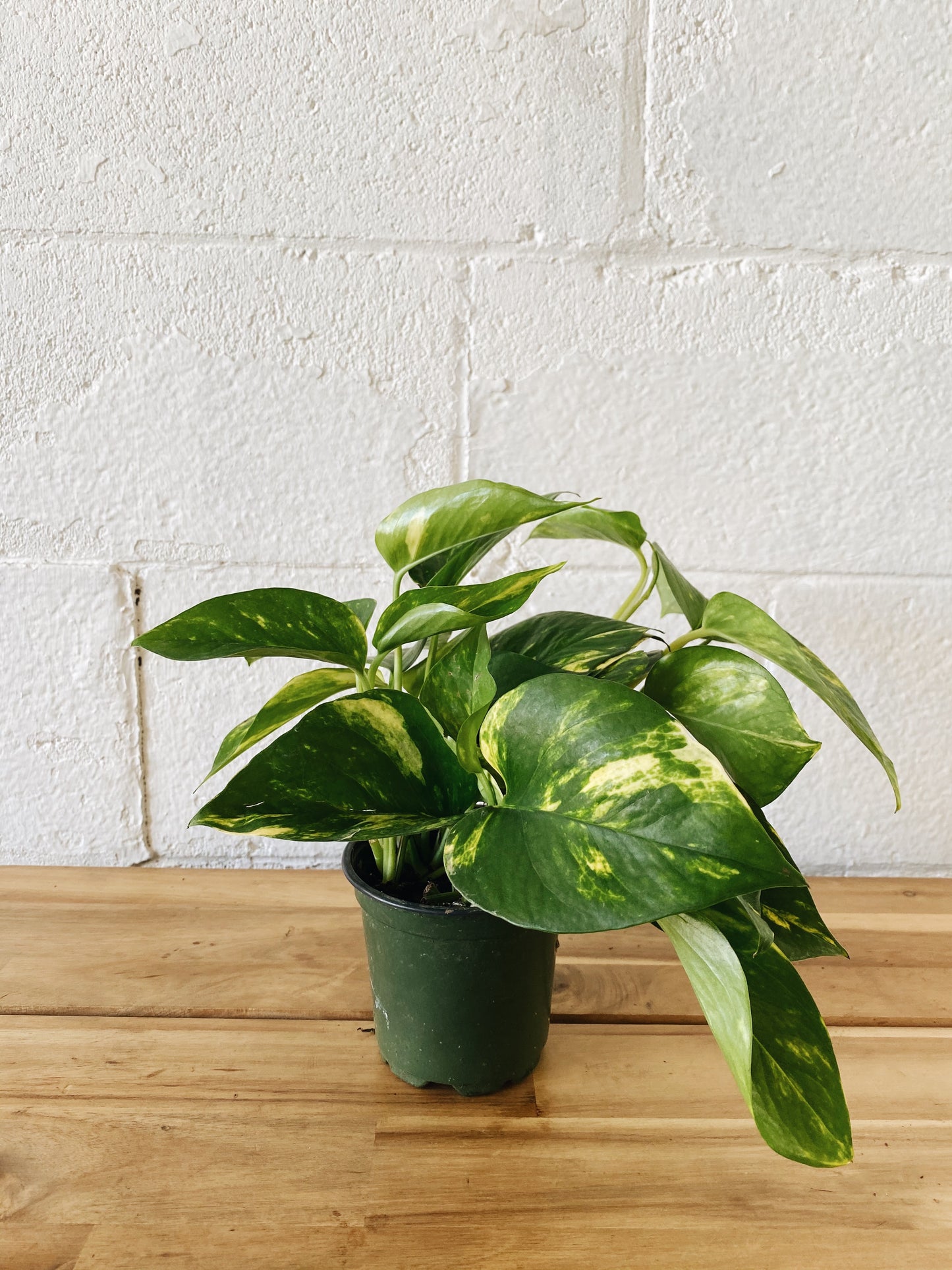 4" Golden Pothos