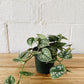 4” Scindapsus Satin Pothos