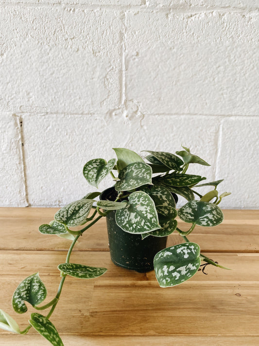 4” Scindapsus Satin Pothos