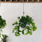 8” Jade Pothos Hanging Basket