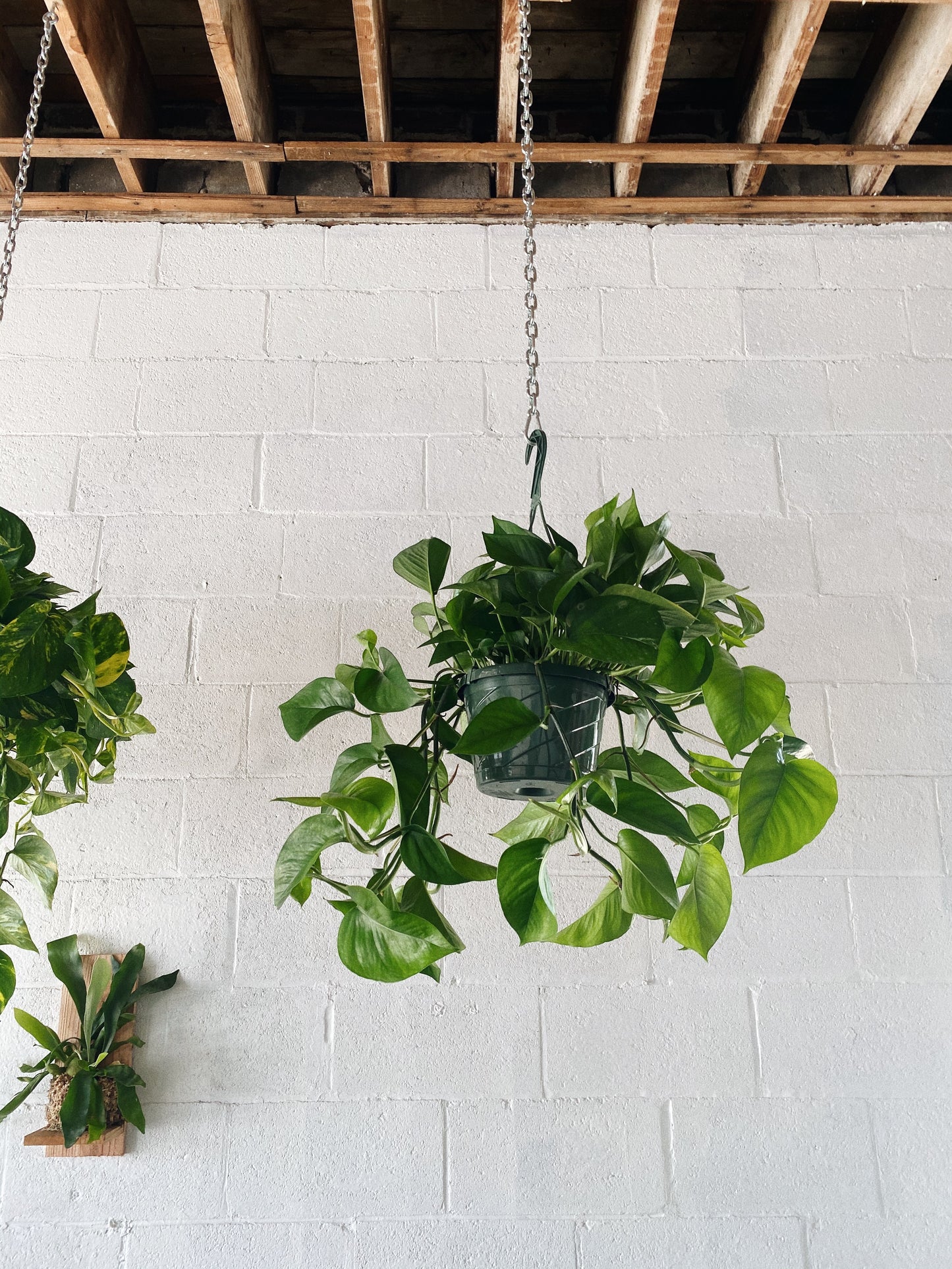 8” Jade Pothos Hanging Basket