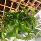 8” Golden Pothos Hanging Basket