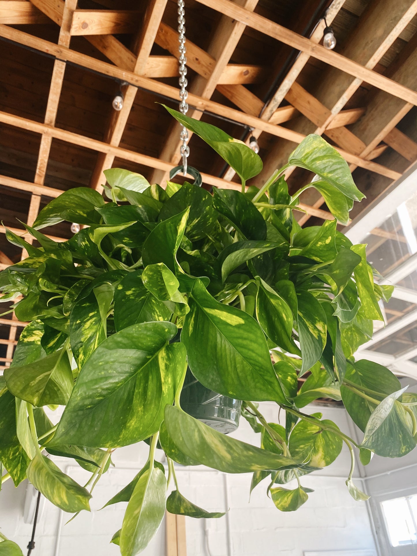 8” Golden Pothos Hanging Basket