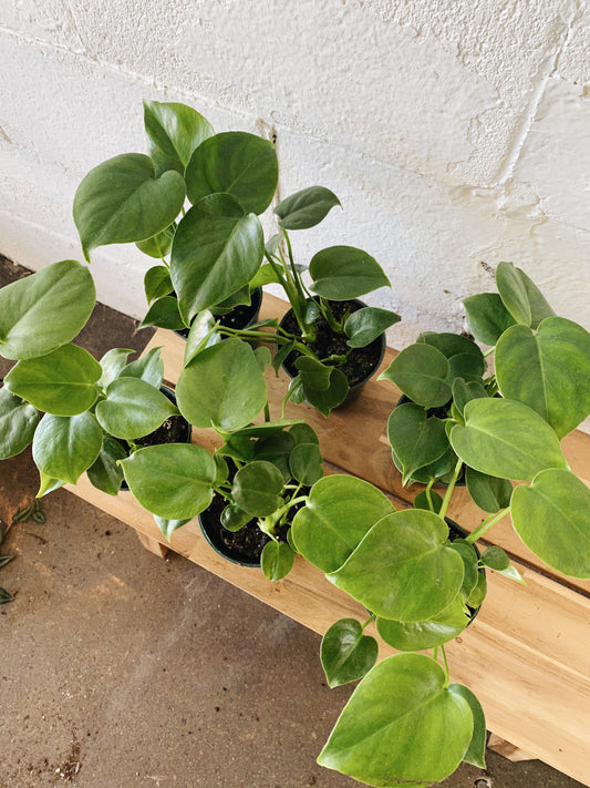 4” Cutleaf Philodendron