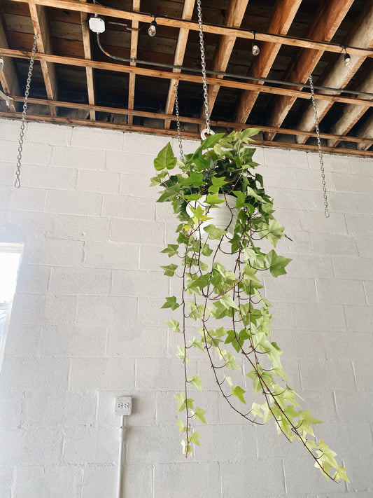 8” Algerian Ivy Hanging Basket