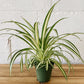 4" Spider Plant