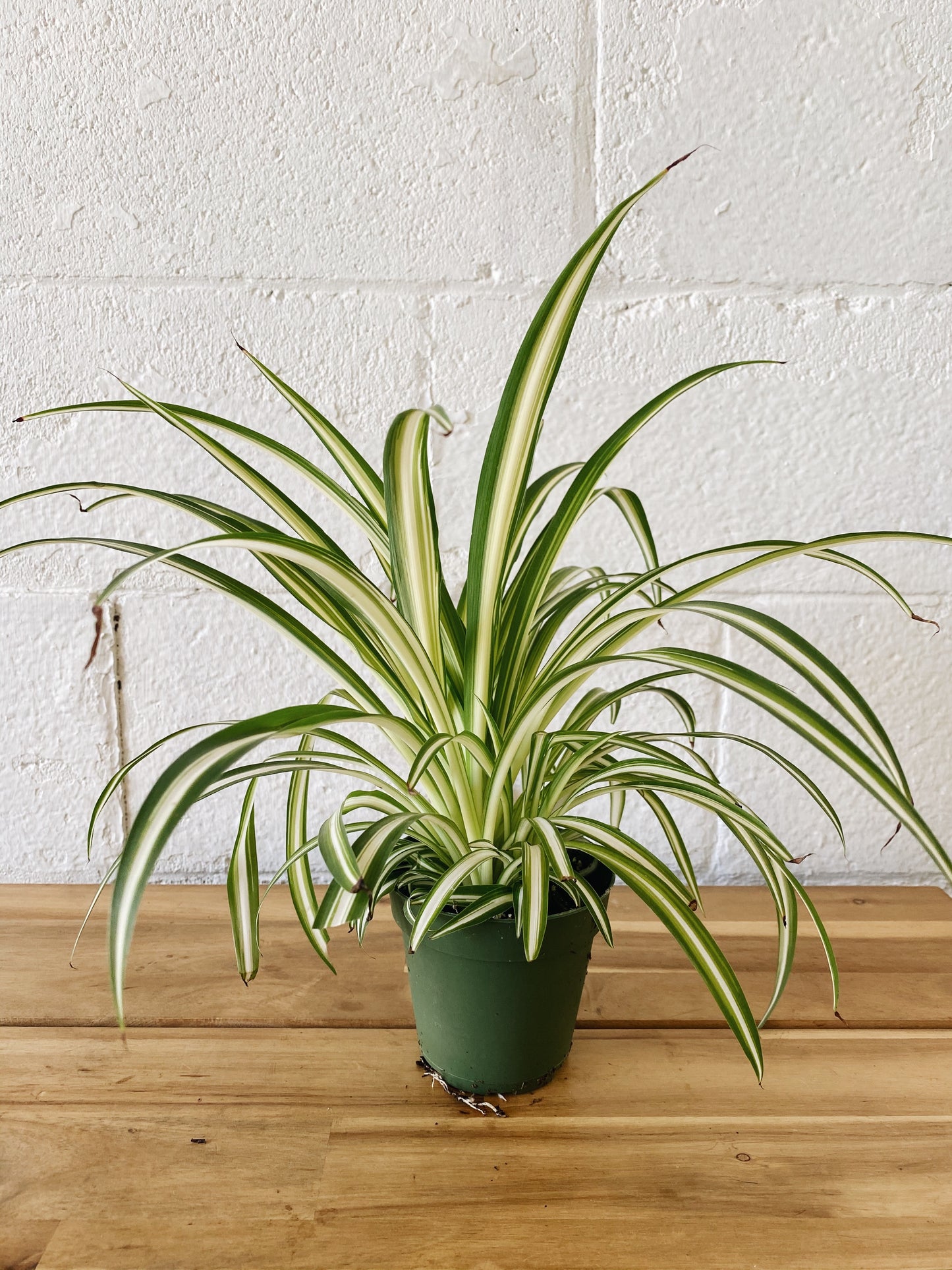 4" Spider Plant